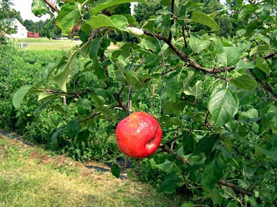 Apple maggot fly trap