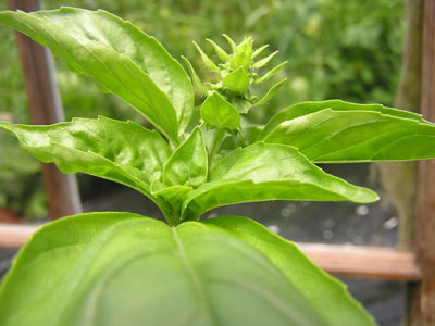 Basil flower bud