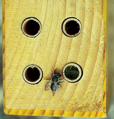 A native bee on a nesting block. Frank Drummond photo.