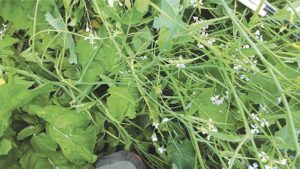 A pasture seeded in a "crazy mix" consisting of over eight species of cover crops. Planted in the early summer, the tillage radish bolted and set seed instead of growing a large taproot – different species may perform better at different times of the year. Photo courtesy of Caleb Goossen