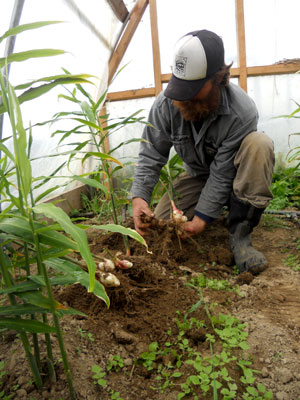 Digging ginger