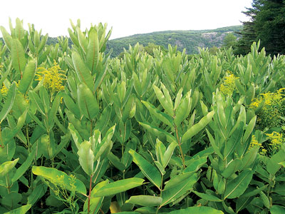 Milkweed