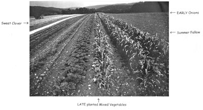 Nordells' crop rotation