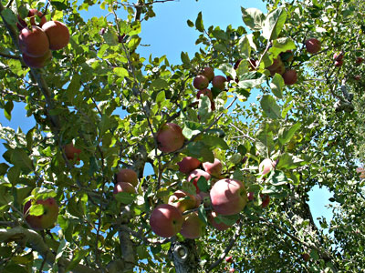 Organic apples