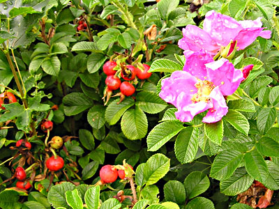 Rosa rugosa flowers and hips