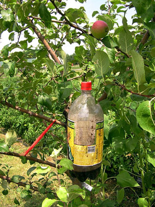 Codling moth trap