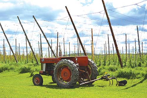 Growing hops involves significant infrastructure.