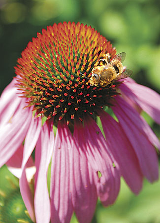 Coneflower