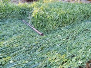 Peas and oats can be knocked down to plant garlic into; the cover crops will winter-kill, becoming mulch for the garlic while also providing nitrogen. Goossen photo