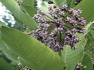 Milkweed flowers