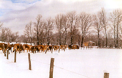 Clovercrest cows