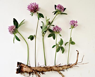 Do It Yourself Medicine Maine Organic Farmers And Gardeners