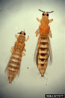Thrips: Identify and Get Rid of Thrips