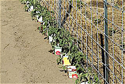 Garden Fence/Grapevine Trellis - Summers Acres