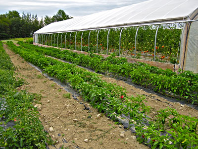 Hoophouse at Happy Town Farm