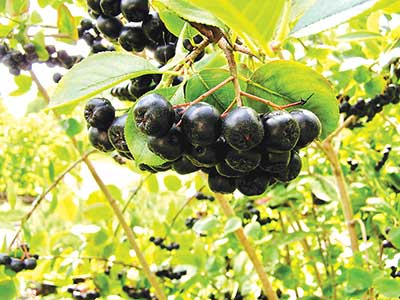 Aronia melanocarpa at MOFGA's Common Ground Education Center