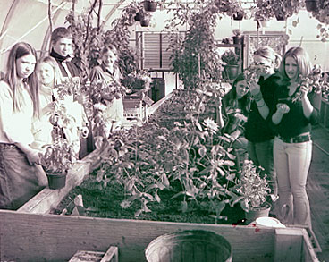 Basil Harvest