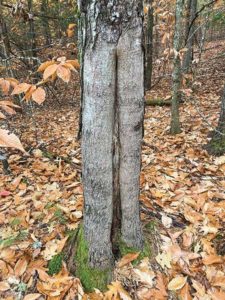 Heavy damage done to a red oak during harvest. The butt log is ruined, and decay likely extends higher.