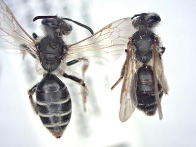 Large and small ground-nesting bees, Andrena nasonii