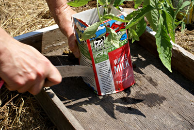 Transplanting melon plants in milk cartons