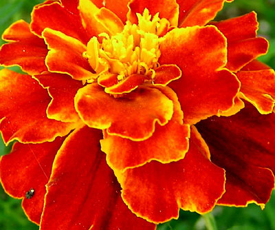 Marigold flower