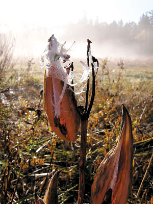 Milkweed in autumn