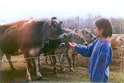 Kate and cows