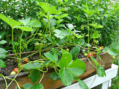 Mulching Strawberry Plants in the Summer – Strawberry Plants