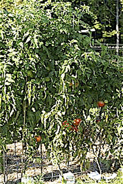 Trellis with Tomatoes