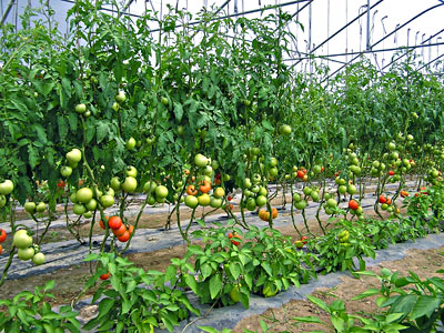 Tomatoes and peppers