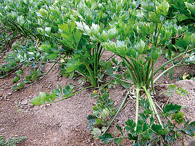 Celeriac