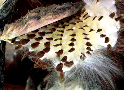 Milkweed seeds