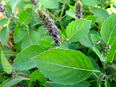 Sacred basil