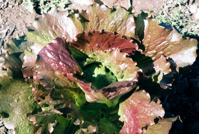 Batavian Lettuce