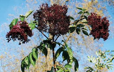 Elderberries