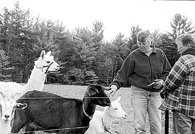 Visiting with llama and goats