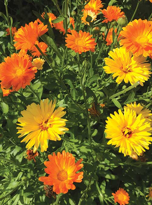 Herb of the Week is Calendula officinalis (Pot Marigold). Also