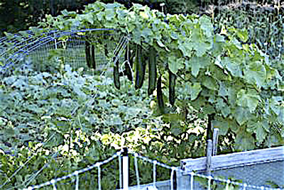 Tomato Trellis - Maine Organic Farmers and Gardeners