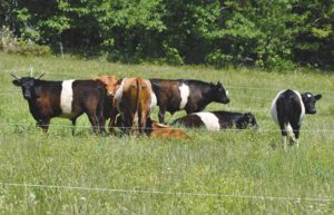 A small herd of rotationally grazed beef cattle diversifies income streams for Dickey Hill and helps cycle nutrients on the farm.