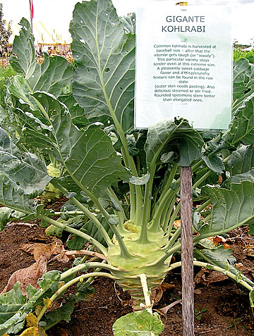 ‘Gigante’ kohlrabi