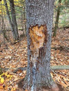 The pine tree discussed here, eight months after being damaged.