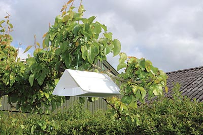 Pheromone trap for codling moth.