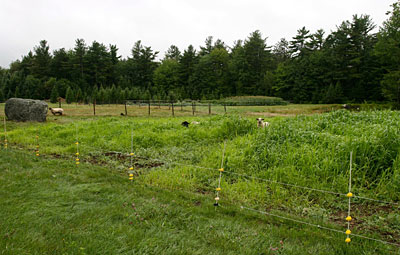 Sheep feed on a summer cover crop of Japanese millet, with another garden in the background. Photo by Eric Sideman