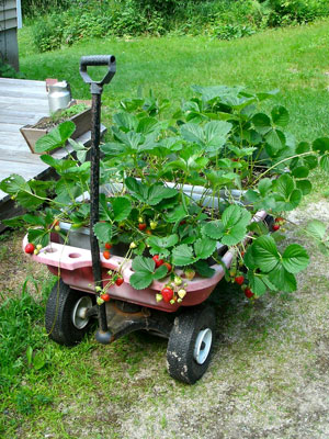 Strawberries in wagon