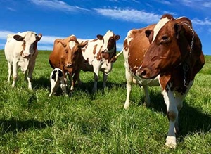 Take Action on Origin of Livestock