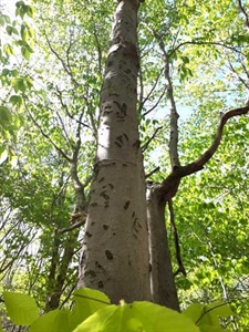 Forestry for the Future: Lessons in Sustainable Management from Maine