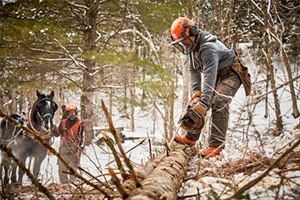 Third Branch Horse Logging