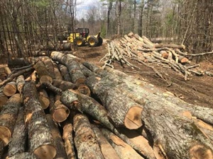 Forestry News and Recent Publications – September 2020