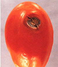  Anthracnose of tomato