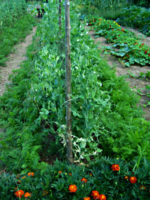 Peas planted with carrots